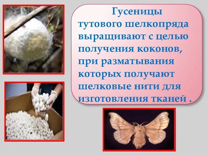 Гусеницы тутового шелкопряда выращивают с целью получения коконов, при разматывания которых получают