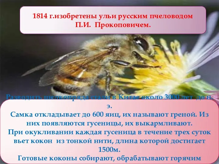 Разводить шелкопряда стали в Китае около 3000 лет до н.э. Самка откладывает