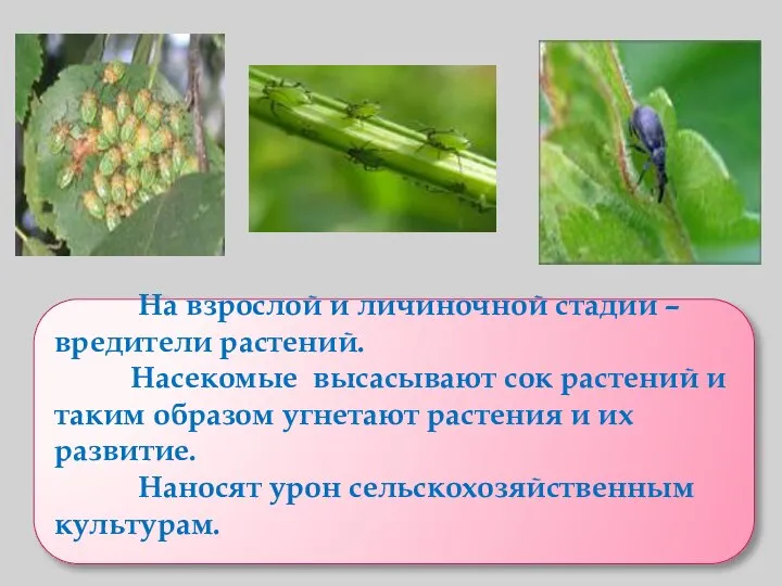 На взрослой и личиночной стадии – вредители растений. Насекомые высасывают сок растений