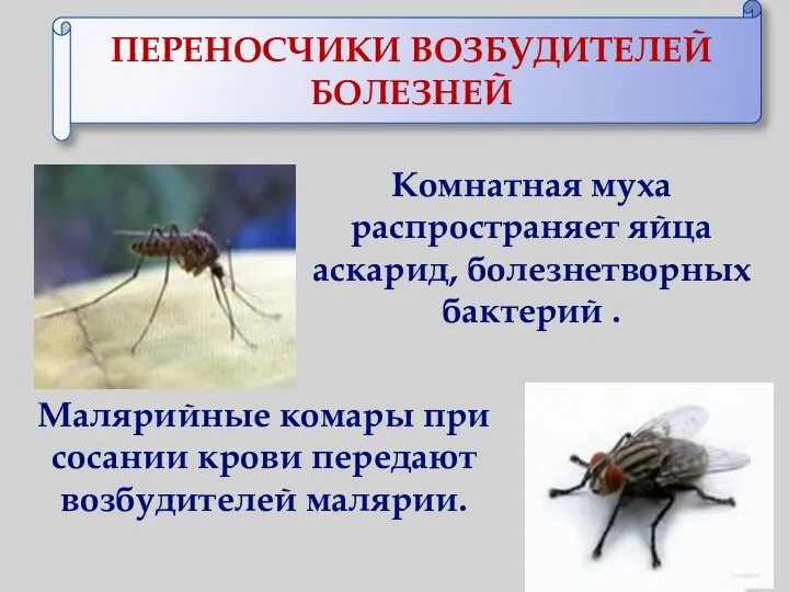 ПЕРЕНОСЧИКИ ВОЗБУДИТЕЛЕЙ БОЛЕЗНЕЙ Комнатная муха распространяет яйца аскарид, болезнетворных бактерий . Малярийные
