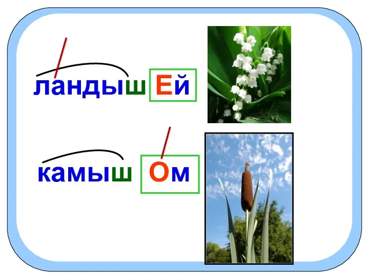 ландыш Ей камыш Ом