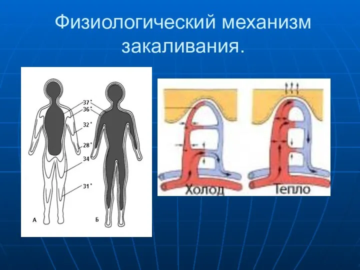 Физиологический механизм закаливания.