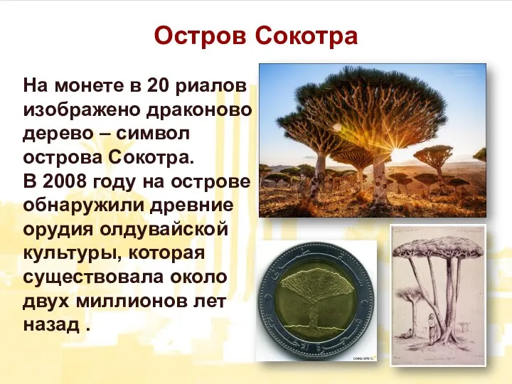 Остров Сокотра На монете в 20 риалов изображено драконово дерево – символ