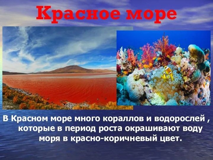 Красное море В Красном море много кораллов и водорослей , которые в