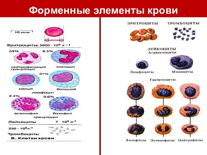 Форменные элементы крови