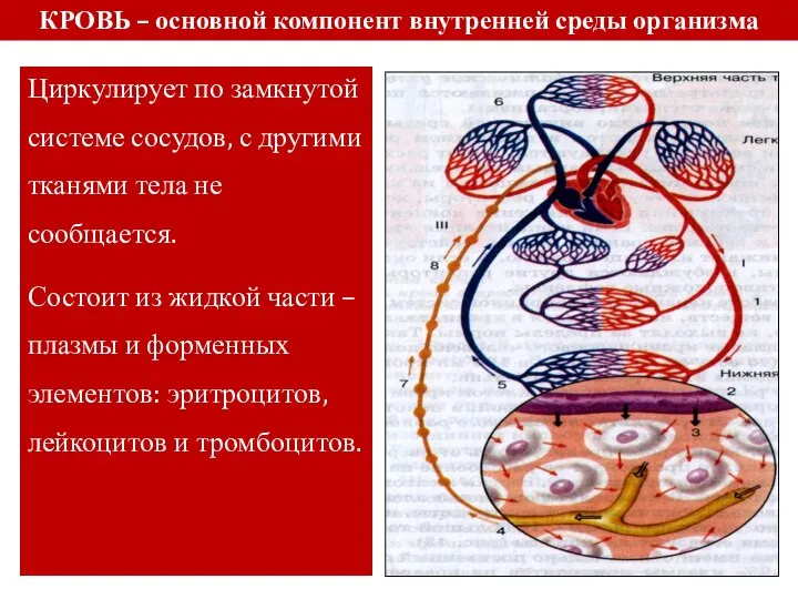 КРОВЬ – основной компонент внутренней среды организма Циркулирует по замкнутой системе сосудов,