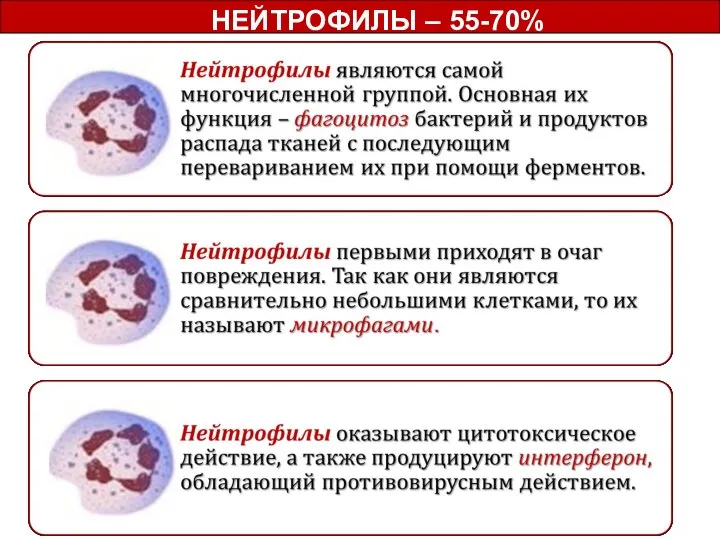 НЕЙТРОФИЛЫ – 55-70%