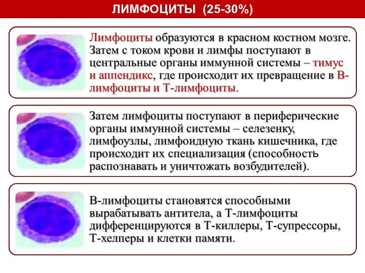 ЛИМФОЦИТЫ (25-30%)