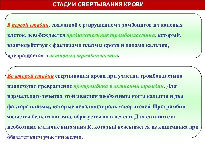 В первой стадии, связанной с разрушением тромбоцитов и тканевых клеток, освобождается предшественник