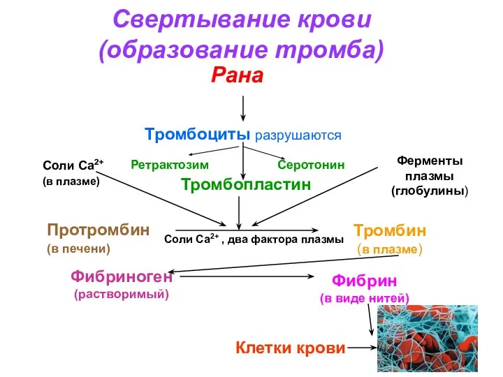 Свертывание крови (образование тромба) Рана Тромбоциты разрушаются Тромбопластин Соли Са2+ (в плазме)