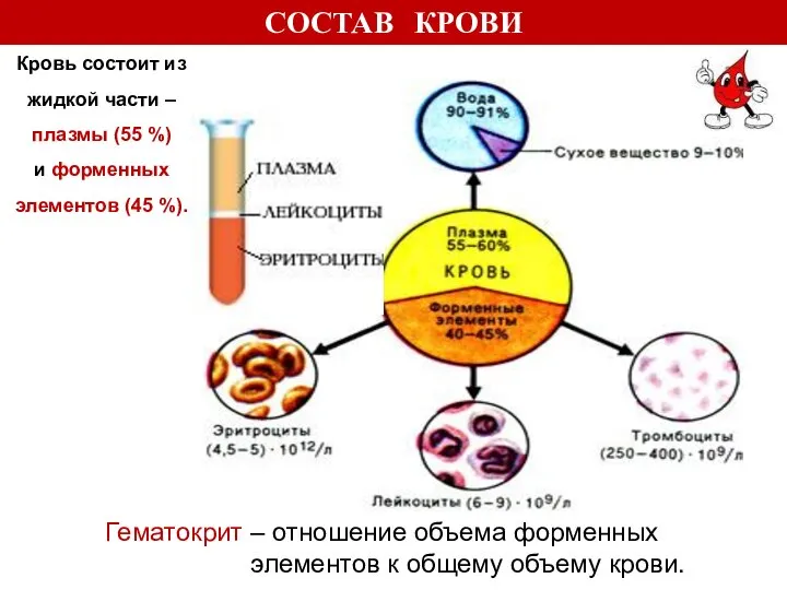 СОСТАВ КРОВИ Гематокрит – отношение объема форменных элементов к общему объему крови.