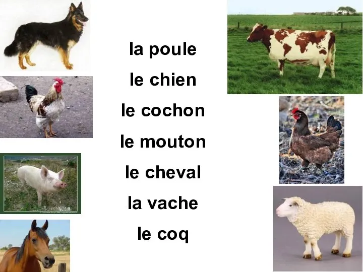 la poule le chien le cochon le mouton le cheval la vache le coq