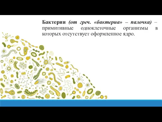 Бактерии (от греч. «бактериа» – палочка) – примитивные одноклеточные организмы в которых отсутствует оформленное ядро.