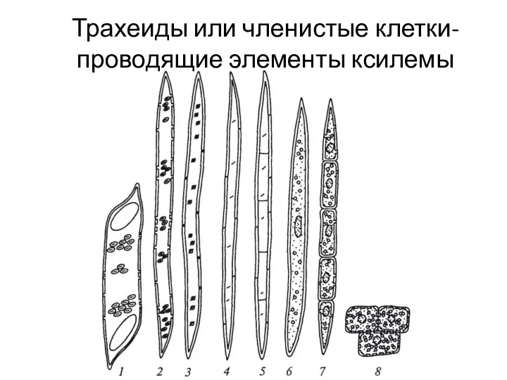 Трахеиды или членистые клетки- проводящие элементы ксилемы