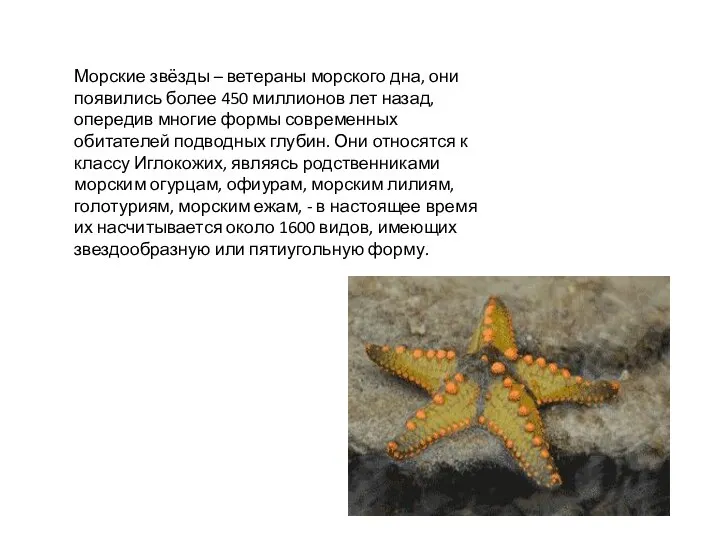 Морские звёзды – ветераны морского дна, они появились более 450 миллионов лет