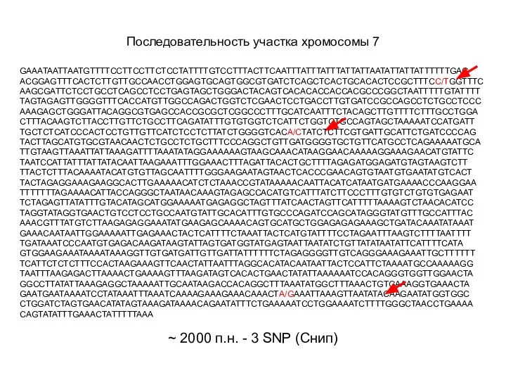 Последовательность участка хромосомы 7 GAAATAATTAATGTTTTCCTTCCTTCTCCTATTTTGTCCTTTACTTCAATTTATTTATTTATTATTAATATTATTATTTTTTGAGACGGAGTTTCACTCTTGTTGCCAACCTGGAGTGCAGTGGCGTGATCTCAGCTCACTGCACACTCCGCTTTCC/TGGTTTCAAGCGATTCTCCTGCCTCAGCCTCCTGAGTAGCTGGGACTACAGTCACACACCACCACGCCCGGCTAATTTTTGTATTTTTAGTAGAGTTGGGGTTTCACCATGTTGGCCAGACTGGTCTCGAACTCCTGACCTTGTGATCCGCCAGCCTCTGCCTCCCAAAGAGCTGGGATTACAGGCGTGAGCCACCGCGCTCGGCCCTTTGCATCAATTTCTACAGCTTGTTTTCTTTGCCTGGACTTTACAAGTCTTACCTTGTTCTGCCTTCAGATATTTGTGTGGTCTCATTCTGGTGTGCCAGTAGCTAAAAATCCATGATTTGCTCTCATCCCACTCCTGTTGTTCATCTCCTCTTATCTGGGGTCACA/CTATCTCTTCGTGATTGCATTCTGATCCCCAGTACTTAGCATGTGCGTAACAACTCTGCCTCTGCTTTCCCAGGCTGTTGATGGGGTGCTGTTCATGCCTCAGAAAAATGCATTGTAAGTTAAATTATTAAAGATTTTAAATATAGGAAAAAAGTAAGCAAACATAAGGAACAAAAAGGAAAGAACATGTATTCTAATCCATTATTTATTATACAATTAAGAAATTTGGAAACTTTAGATTACACTGCTTTTAGAGATGGAGATGTAGTAAGTCTTTTACTCTTTACAAAATACATGTGTTAGCAATTTTGGGAAGAATAGTAACTCACCCGAACAGTGTAATGTGAATATGTCACTTACTAGAGGAAAGAAGGCACTTGAAAAACATCTCTAAACCGTATAAAAACAATTACATCATAATGATGAAAACCCAAGGAATTTTTTTAGAAAACATTACCAGGGCTAATAACAAAGTAGAGCCACATGTCATTTATCTTCCCTTTGTGTCTGTGTGAGAATTCTAGAGTTATATTTGTACATAGCATGGAAAAATGAGAGGCTAGTTTATCAACTAGTTCATTTTTAAAAGTCTAACACATCCTAGGTATAGGTGAACTGTCCTCCTGCCAATGTATTGCACATTTGTGCCCAGATCCAGCATAGGGTATGTTTGCCATTTACAAACGTTTATGTCTTAAGAGAGGAAATATGAAGAGCAAAACAGTGCATGCTGGAGAGAGAAAGCTGATACAAATATAAATGAAACAATAATTGGAAAAATTGAGAAACTACTCATTTTCTAAATTACTCATGTATTTTCCTAGAATTTAAGTCTTTTAATTTTTGATAAATCCCAATGTGAGACAAGATAAGTATTAGTGATGGTATGAGTAATTAATATCTGTTATATAATATTCATTTTCATAGTGGAAGAAATAAAATAAAGGTTGTGATGATTGTTGATTATTTTTTCTAGAGGGGTTGTCAGGGAAAGAAATTGCTTTTTTTCATTCTCTCTTTCCACTAAGAAAGTTCAACTATTAATTTAGGCACATACAATAATTACTCCATTCTAAAATGCCAAAAAGGTAATTTAAGAGACTTAAAACTGAAAAGTTTAAGATAGTCACACTGAACTATATTAAAAAATCCACAGGGTGGTTGGAACTAGGCCTTATATTAAAGAGGCTAAAAATTGCAATAAGACCACAGGCTTTAAATATGGCTTTAAACTGTGAAAGGTGAAACTAGAATGAATAAAATCCTATAAATTTAAATCAAAAGAAAGAAACAAACTA/GAAATTAAAGTTAATATACAAGAATATGGTGGCCTGGATCTAGTGAACATATAGTAAAGATAAAACAGAATATTTCTGAAAAATCCTGGAAAATCTTTTGGGCTAACCTGAAAACAGTATATTTGAAACTATTTTTAAA ~ 2000 п.н. - 3 SNP (Снип)