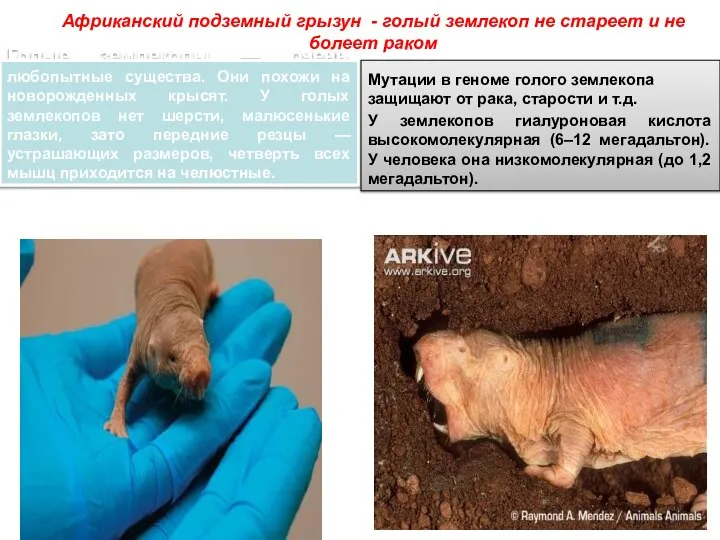 Африканский подземный грызун - голый землекоп не стареет и не болеет раком