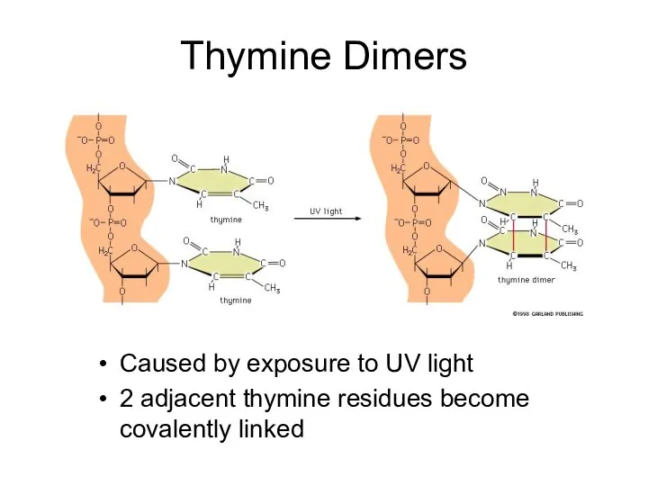 Thymine Dimers Caused by exposure to UV light 2 adjacent thymine residues become covalently linked