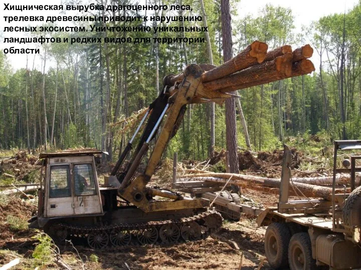 Хищническая вырубка драгоценного леса, трелевка древесины приводит к нарушению лесных экосистем. Уничтожению