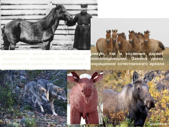 Истребление животного мира как напрямую, так и косвенно делает природные ландшафты Оренбуржья