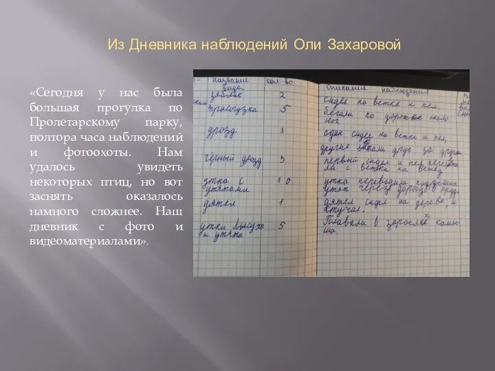 Из Дневника наблюдений Оли Захаровой «Сегодня у нас была большая прогулка по