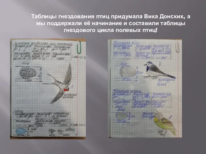 Таблицы гнездования птиц придумала Вика Донских, а мы поддержали её начинание и