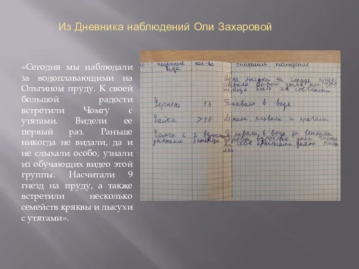 Из Дневника наблюдений Оли Захаровой «Сегодня мы наблюдали за водоплавающими на Ольгином