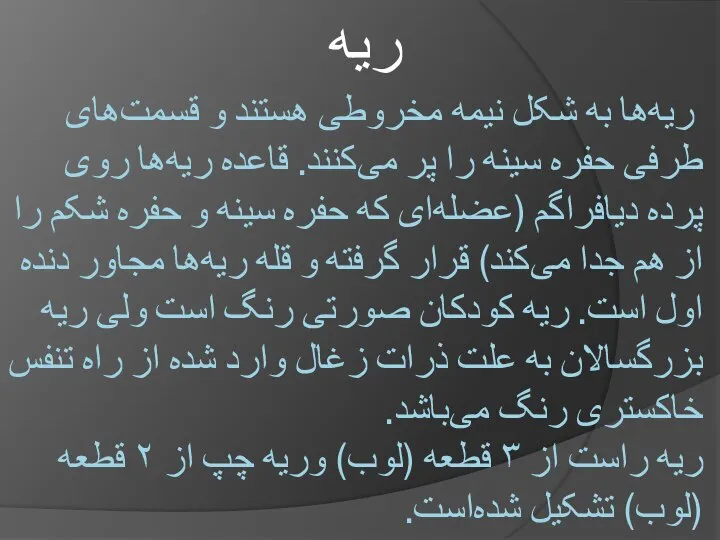 ریه‌ها به شکل نیمه مخروطی هستند و قسمت‌های طرفی حفره سینه را