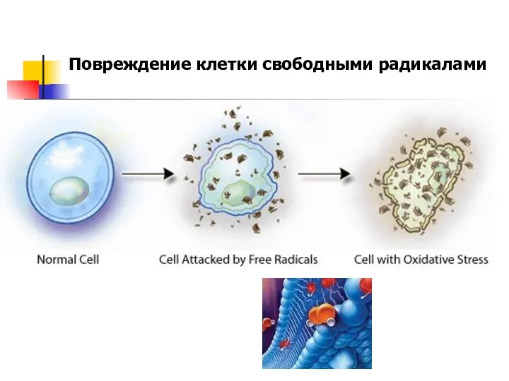Повреждение клетки свободными радикалами