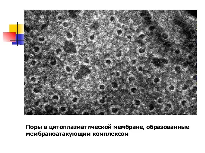 Поры в цитоплазматической мембране, образованные мембраноатакующим комплексом