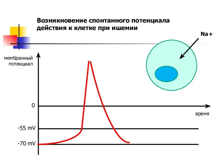 Возникновение спонтанного потенциала действия к клетке при ишемии время мембранный потенциал 0