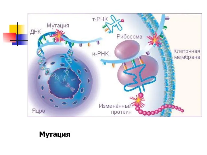 Мутация