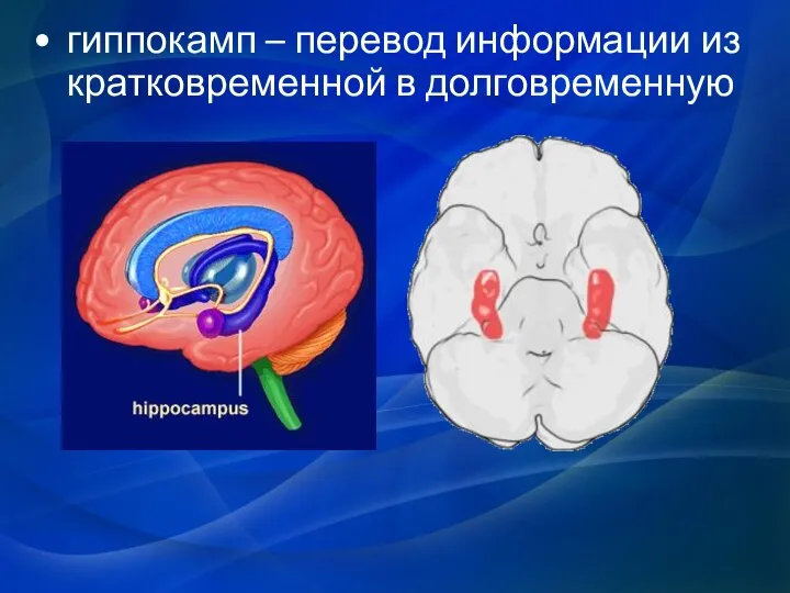 гиппокамп – перевод информации из кратковременной в долговременную