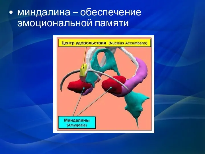 миндалина – обеспечение эмоциональной памяти