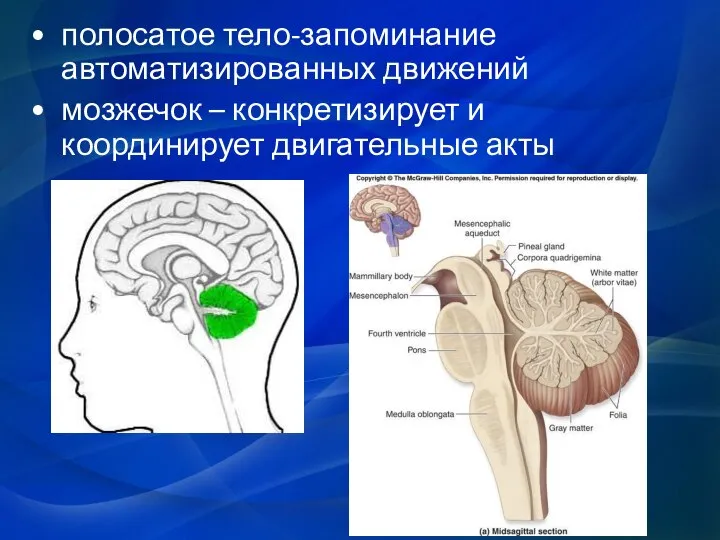 полосатое тело-запоминание автоматизированных движений мозжечок – конкретизирует и координирует двигательные акты