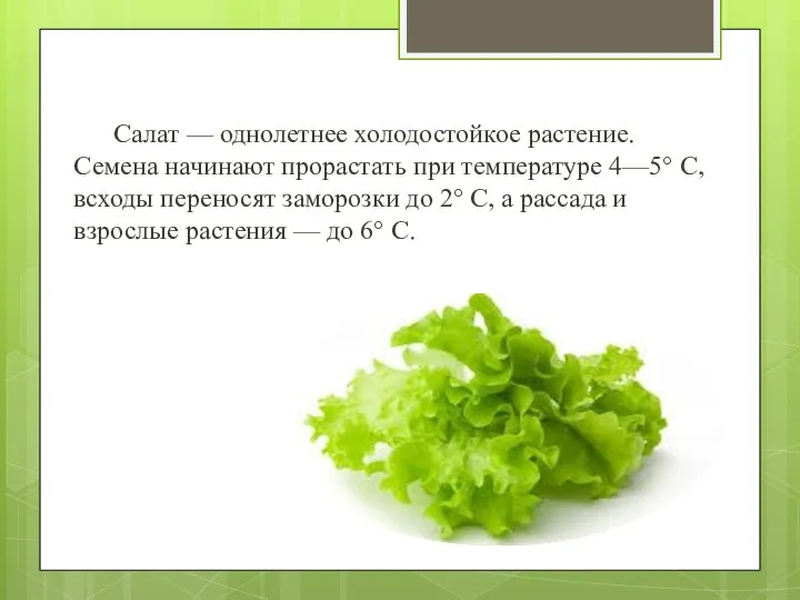 Салат — однолетнее холодостойкое растение. Семена начинают прорастать при температуре 4—5° С,