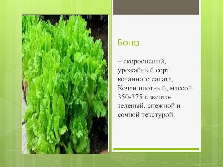 Бона – скороспелый, урожайный сорт кочанного салата. Кочан плотный, массой 350-375 г,