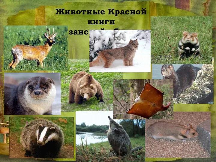 Животные Красной книги Рязанской области