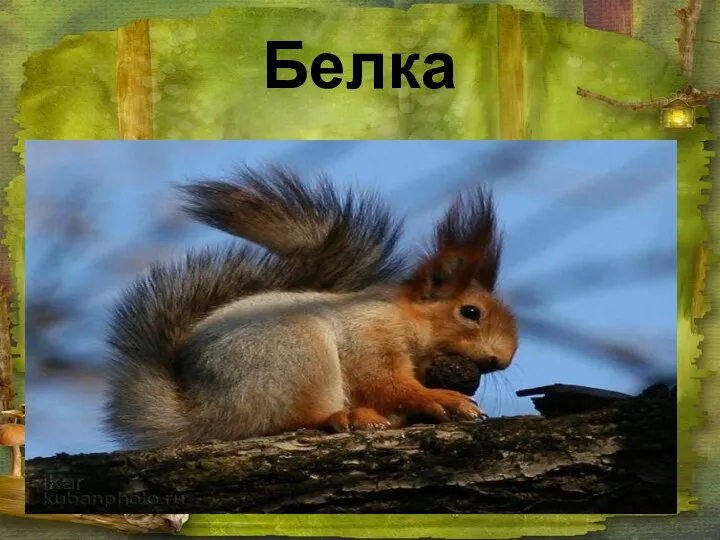 Белка