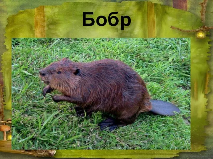 Бобр