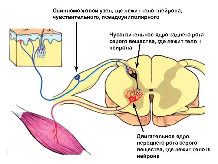 Спинномозговой узел, где лежит тело I нейрона, чувствительного, псевдоуниполярного Чувствительное ядро заднего