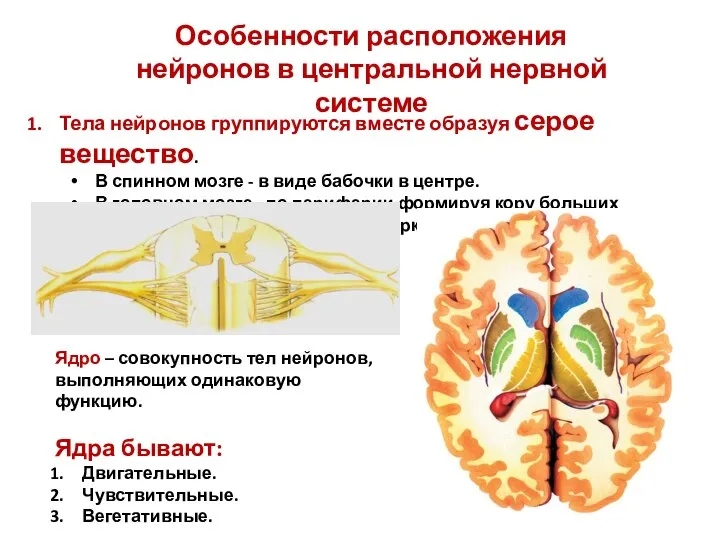 Особенности расположения нейронов в центральной нервной системе Тела нейронов группируются вместе образуя