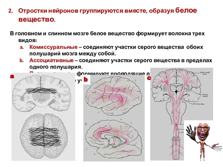 Отростки нейронов группируются вместе, образуя белое вещество. В головном и спинном мозге