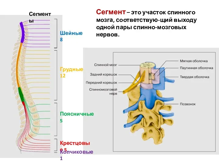 Шейные 8 Грудные 12 Поясничные 5 Крестцовые 5 Копчиковые 1 Сегменты Сегмент