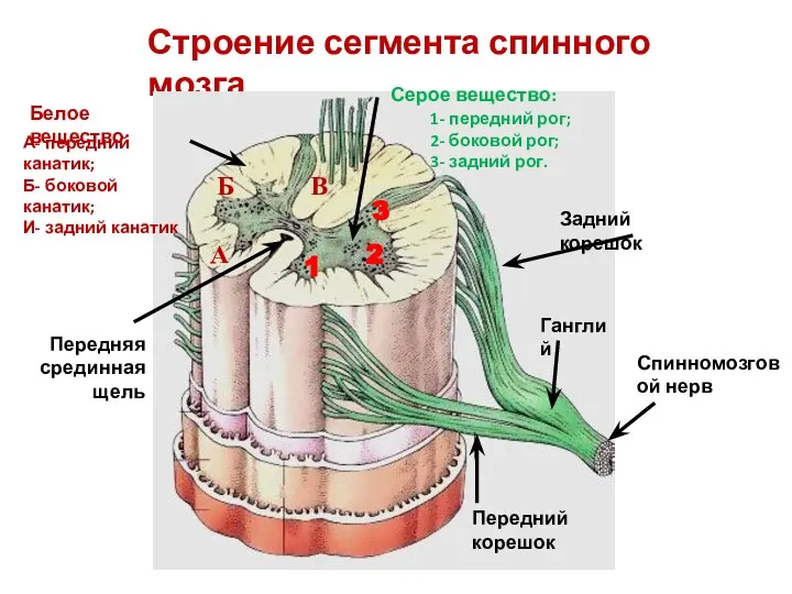 Строение сегмента спинного мозга Серое вещество: 1- передний рог; 2- боковой рог;