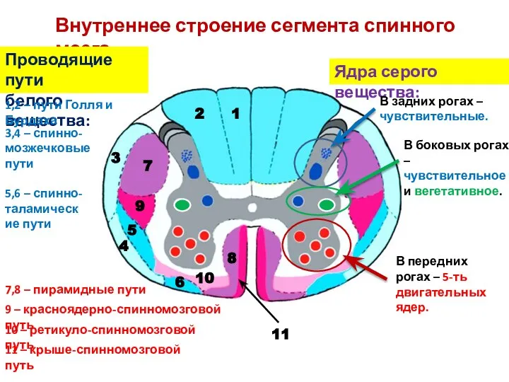 Внутреннее строение сегмента спинного мозга Ядра серого вещества: В задних рогах –