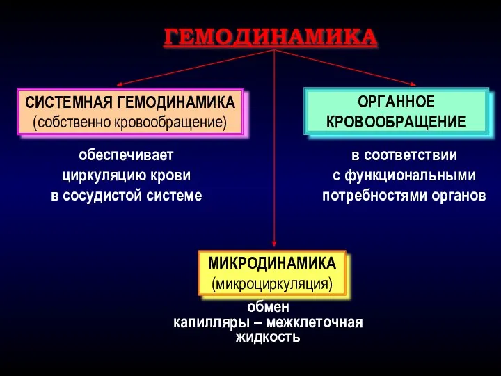 СИСТЕМНАЯ ГЕМОДИНАМИКА (собственно кровообращение) обмен капилляры – межклеточная жидкость ГЕМОДИНАМИКА обеспечивает циркуляцию