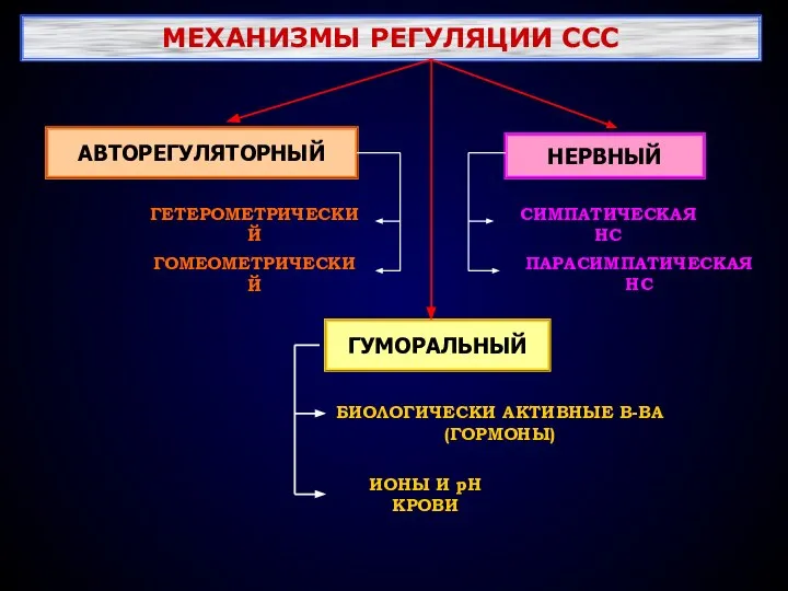 МЕХАНИЗМЫ РЕГУЛЯЦИИ ССС АВТОРЕГУЛЯТОРНЫЙ НЕРВНЫЙ ГУМОРАЛЬНЫЙ ГЕТЕРОМЕТРИЧЕСКИЙ ГОМЕОМЕТРИЧЕСКИЙ ПАРАСИМПАТИЧЕСКАЯ НС СИМПАТИЧЕСКАЯ НС