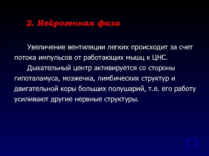 2. Нейрогенная фаза Увеличение вентиляции легких происходит за счет потока импульсов от