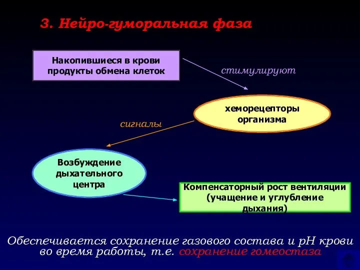 Накопившиеся в крови продукты обмена клеток сигналы стимулируют хеморецепторы организма Возбуждение дыхательного